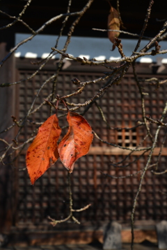 深秋の大宝寺　④。。。！