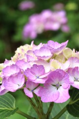 紫陽花の咲く村　④。。。！