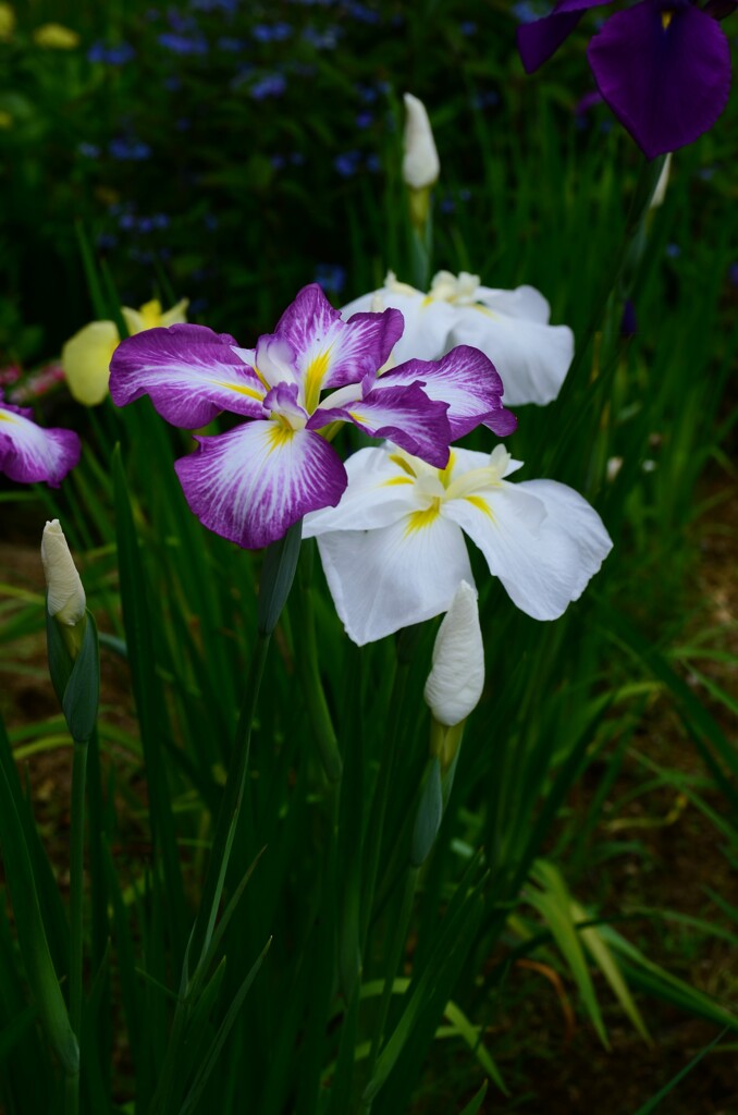 さみだれの花。。。！