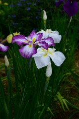 さみだれの花。。。！