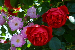 gorgeous  rose  ②。。。！