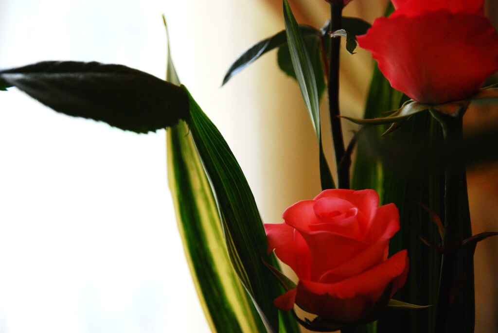 窓辺の薔薇　②　。。。！