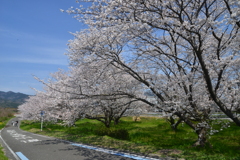 故郷…　山河…　春　②。。。！