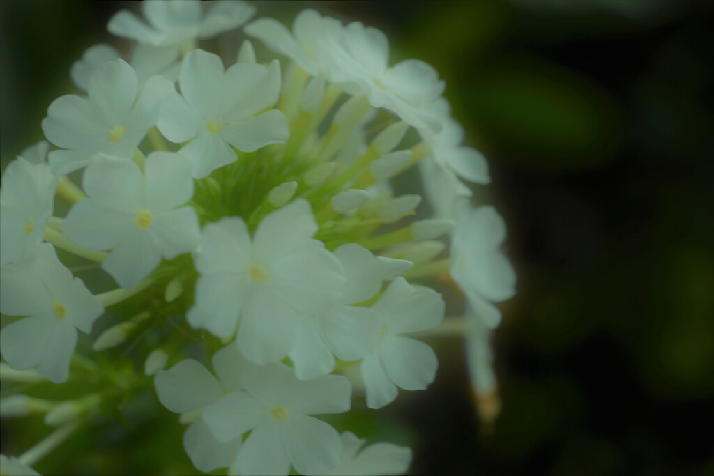 水辺の華　④。。。！