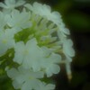 水辺の華　④。。。！