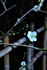 憂いをひめた白梅。。。！