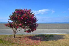 海を見つめる時　①。。。！