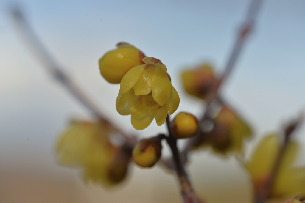 蠟梅が咲く　④。。。！