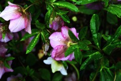 春雨に濡れて　➂。。。！