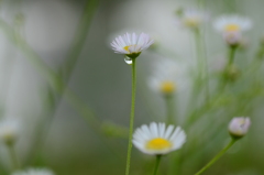 雨粒のシンフォニー　④。。。！