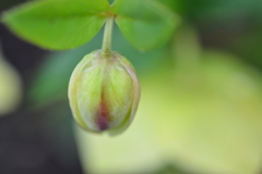 母子花　⑤。。。！