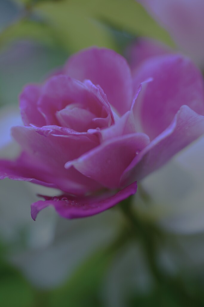 薔薇の仔たち　➂。。。！