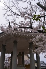 裏路地に咲く　①。。。！