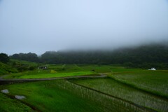 雨上がりと紫陽花　①。。。！