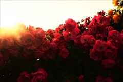 薔薇に埋もれる家　⑥。。。！