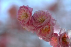 春の綱引神社　➂。。。！