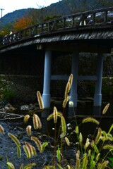 桂川．．秋模様　➂。。。！