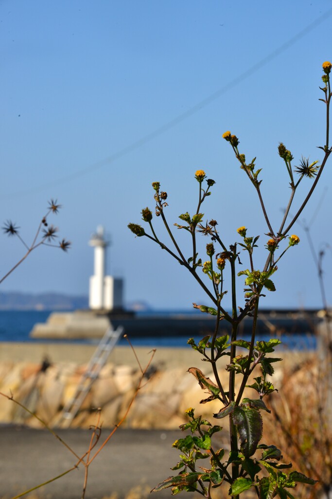 春待ち漁港の風景　➁。。。！