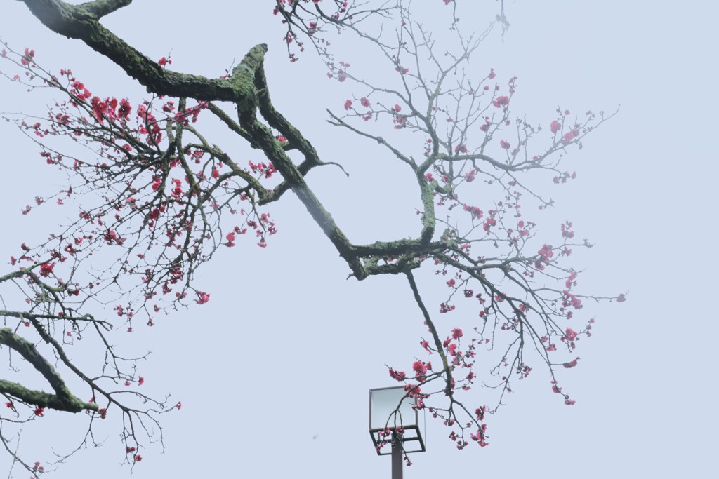 凍えながら咲き誇る　➂。。。！