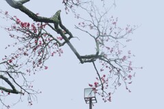 凍えながら咲き誇る　➂。。。！