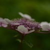 雨に咲く花　②。。。！