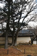 魅力の土塀沿い　➂。。。！
