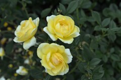 華やかなバラの咲く　①。。。！