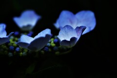 紫陽花の悲しみは　④。。。！