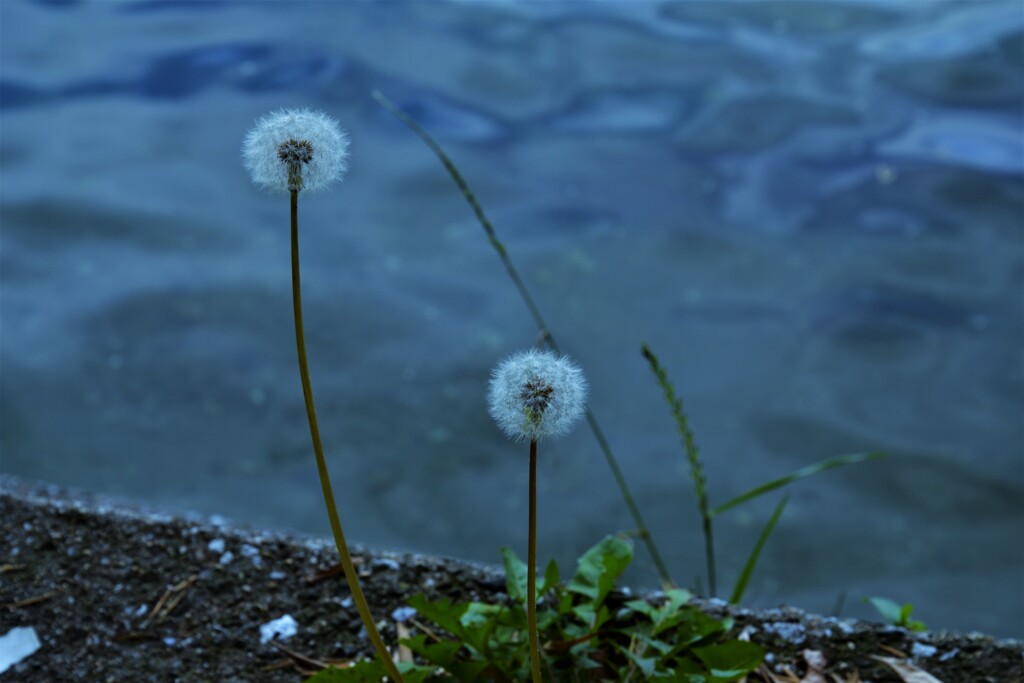 路傍の花　②。。。！