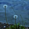路傍の花　②。。。！
