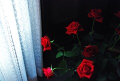 窓辺の薔薇　④。。。！