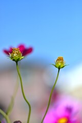 薄紅のコスモスが秋の日の　➂。。。！