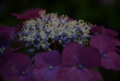 雨に咲く花　①。。。！