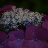 雨に咲く花　①。。。！