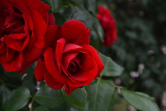 華麗な秋薔薇の日々　①。。。！