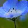 ネモフィラ．．青い妖精たち　➁。。。！