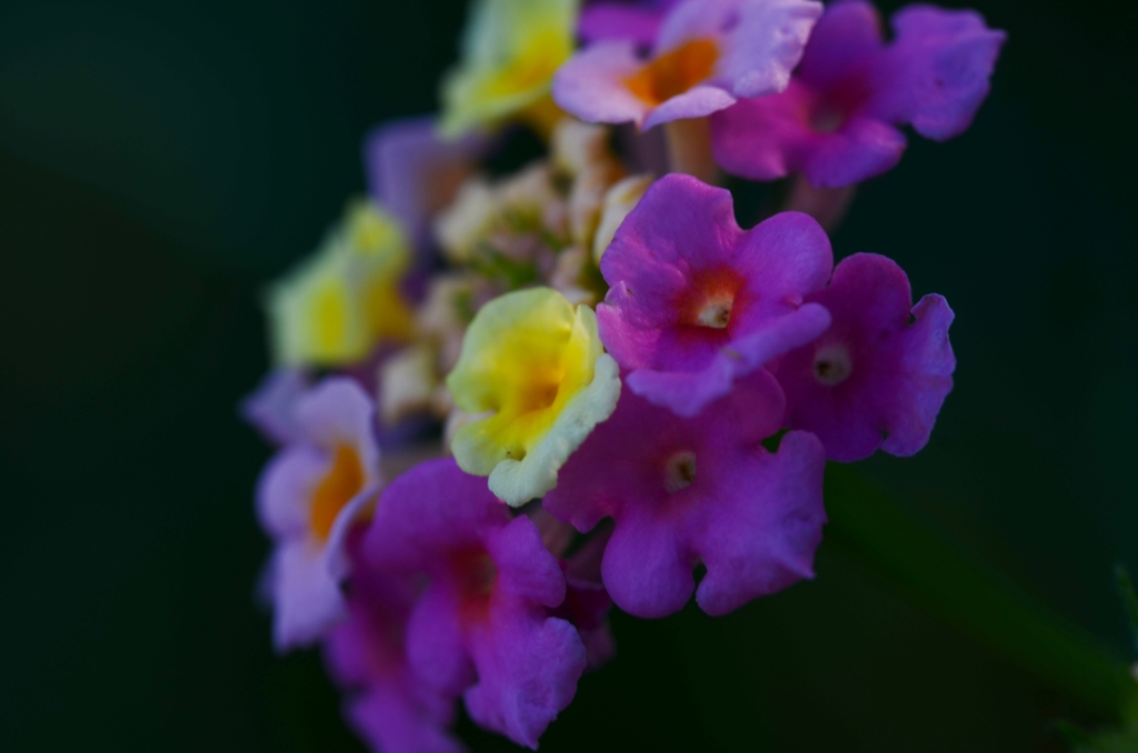 マカロンちゃん。。。！