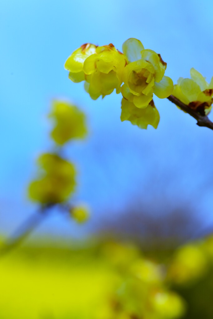 黄色いリボンたち　④。。。！