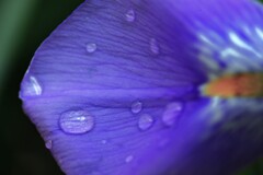 パープル色の雫　②。。。！