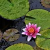 水面に華の余韻。。。！