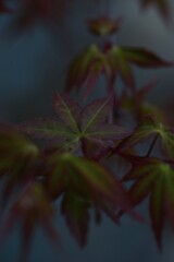 桜だけが花じゃない　⑤。。。！