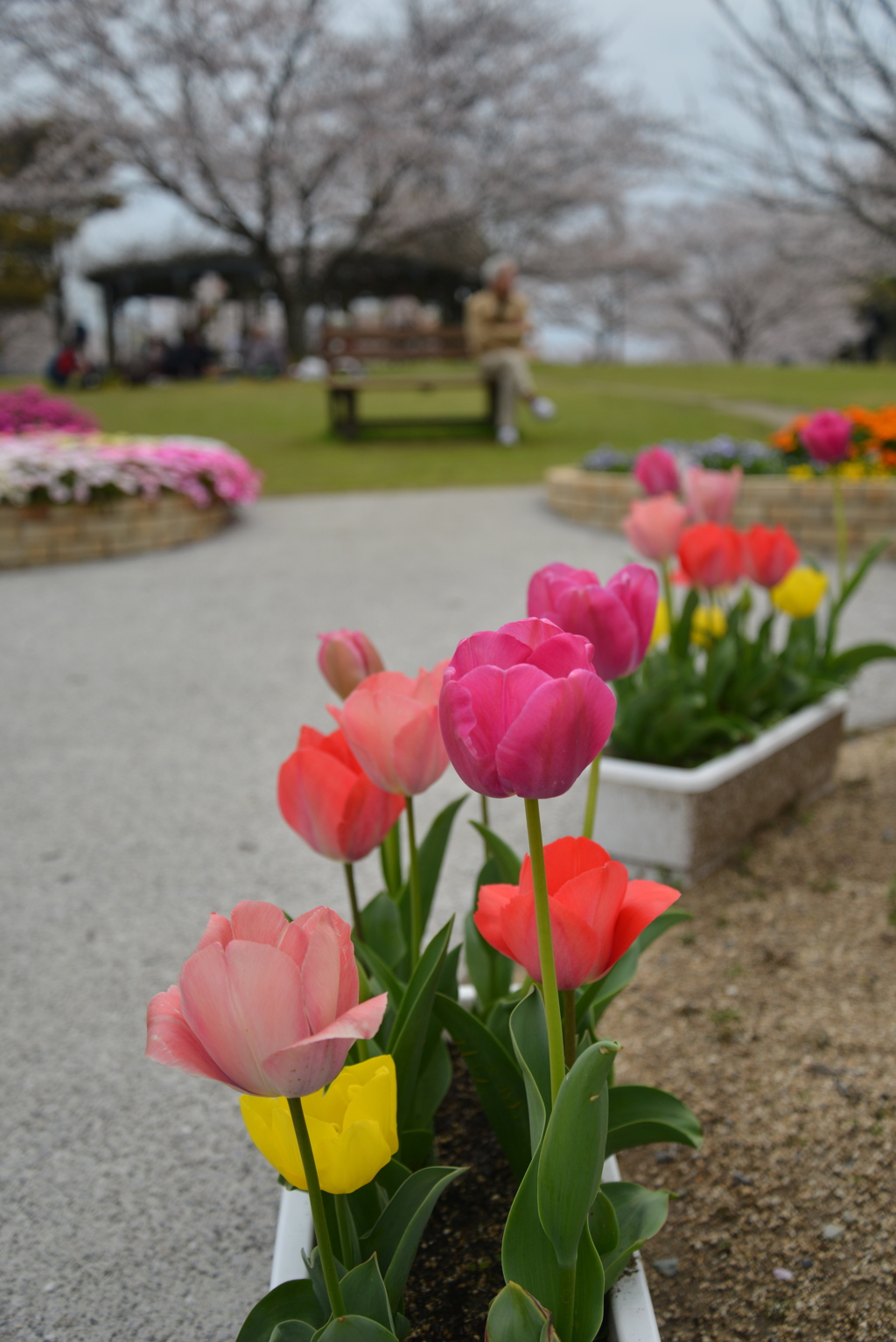 チューリップの咲く公園　①。。。！