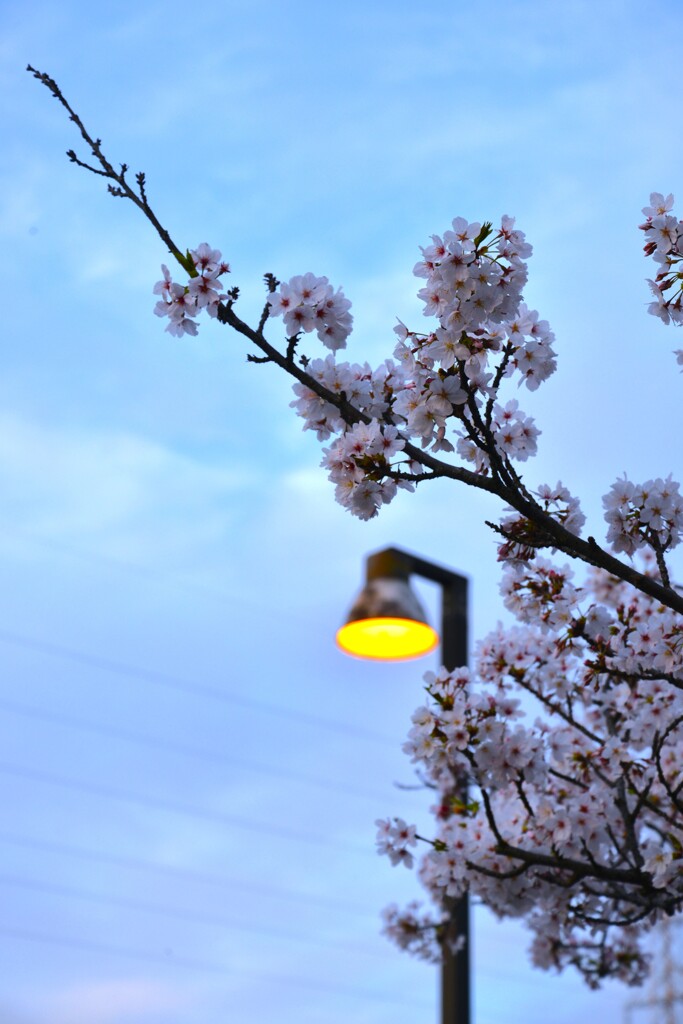 さくら宅急便　⑤。。。！