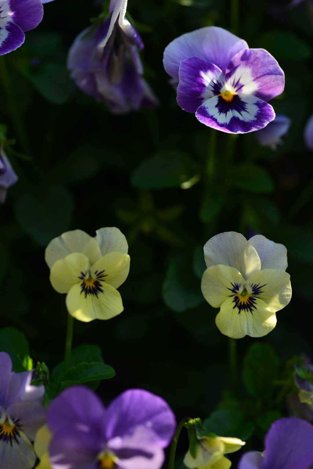 可愛い花　④。。。！