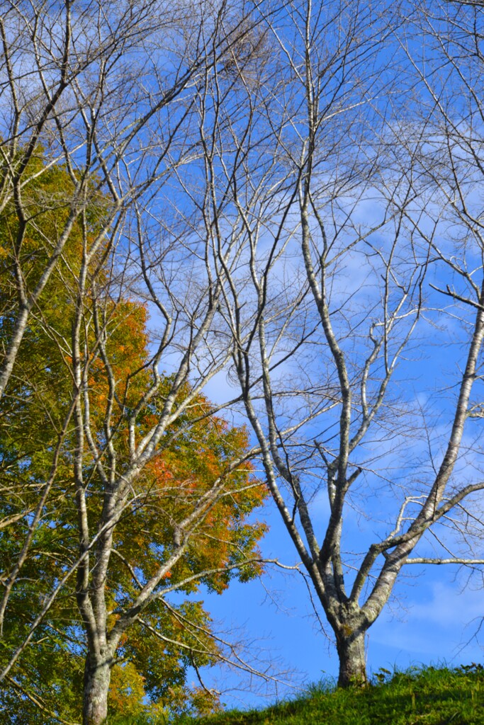 秋空を見上げて　➂。。。！