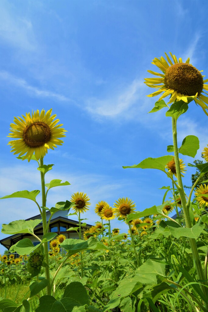 夏をぶっ飛ばせ。。。！