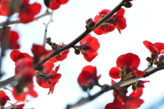 庚申庵．．喜びの歌　➂。。。！