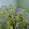 六月．．生まれたばかりの　④。。。！