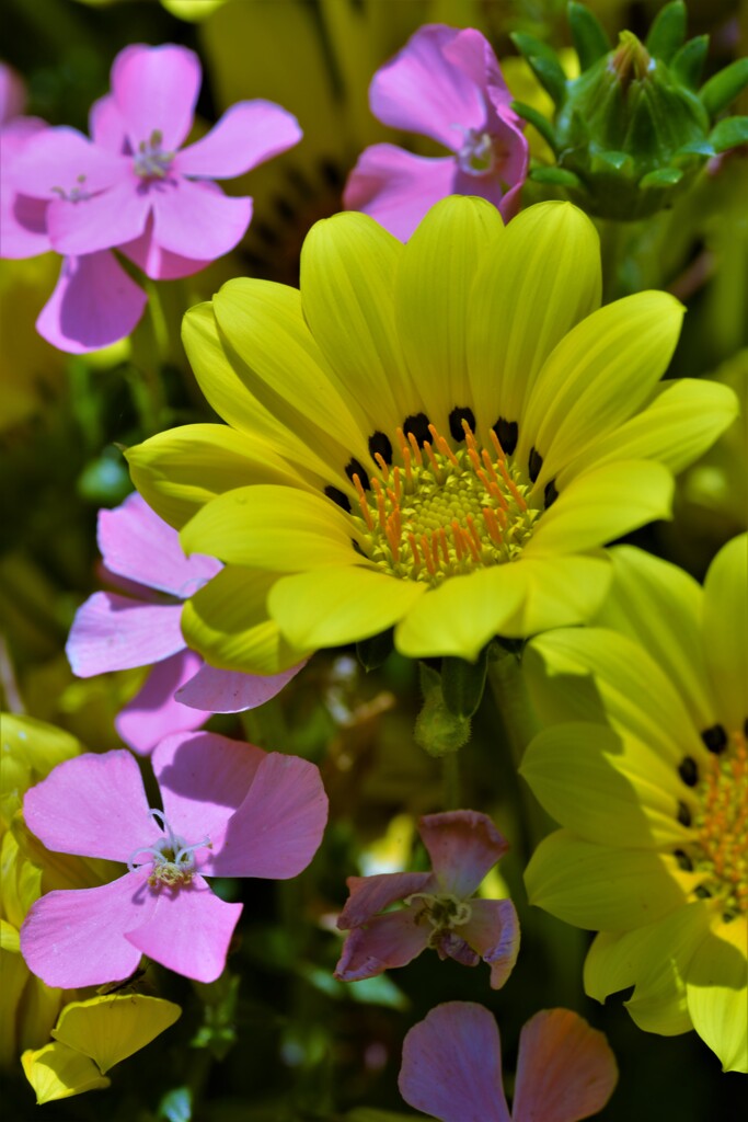 Yellow　Magic　Orchestra　②。。。！　　