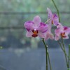 小さき可憐　②。。。！